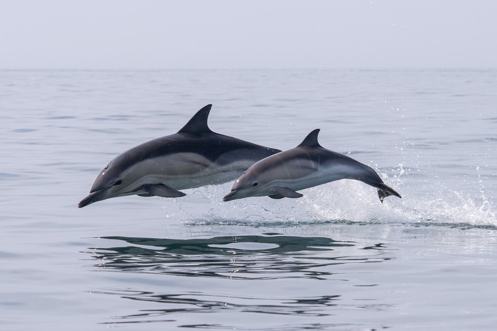 South Africa's Marine Big 5 Can Be Viewed Right On Our Doorstep