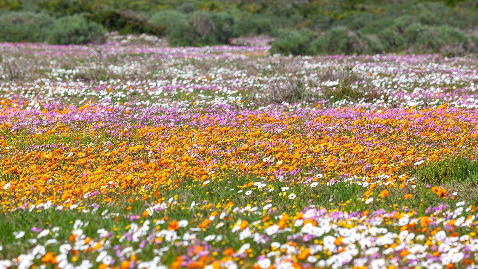 Wildflower Season is Here!